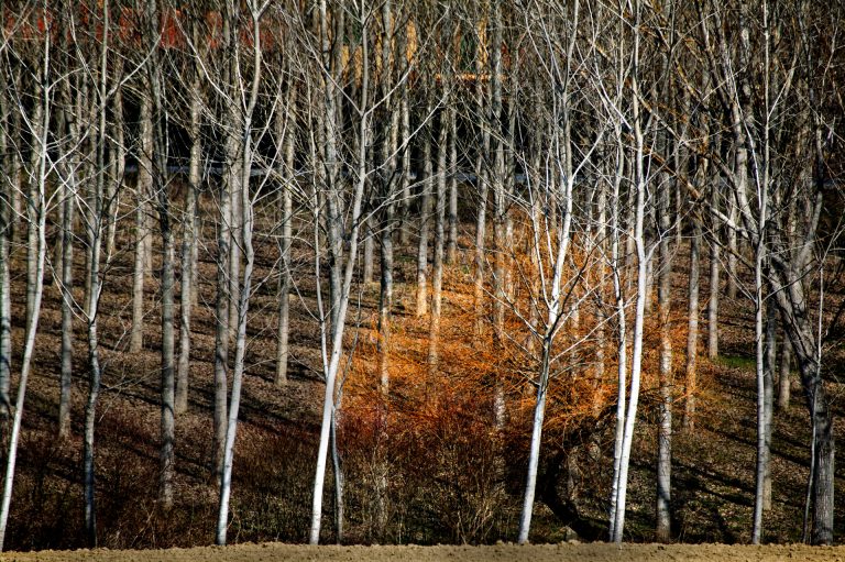 forest plantation tuscany italy