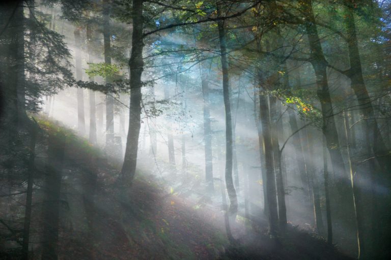 schwarzwald black forest germany landscape travel photo tom ang