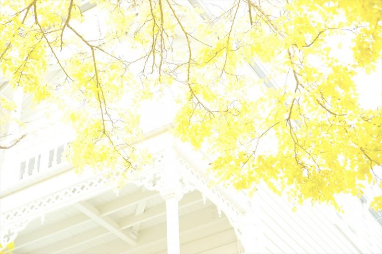wattle villa Auckland