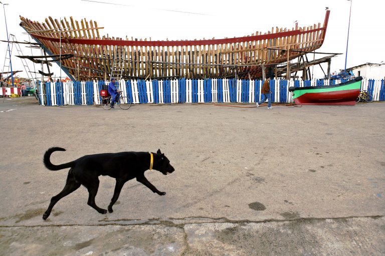 morocco dog ship building