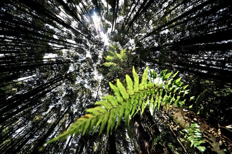 white pine forest New Zealand landscape travel photo tom ang