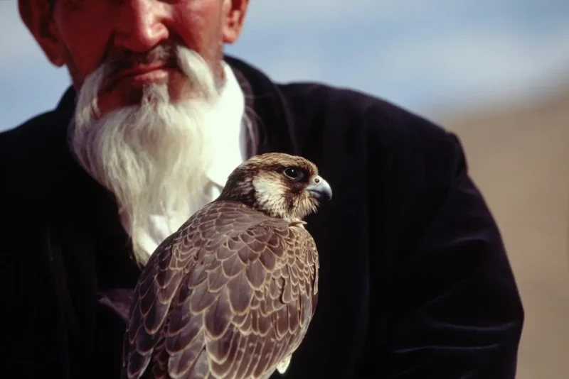 Aksakal (white beard or elder) with his Peregrine Falcon, at Talas, Kyrgyzstan